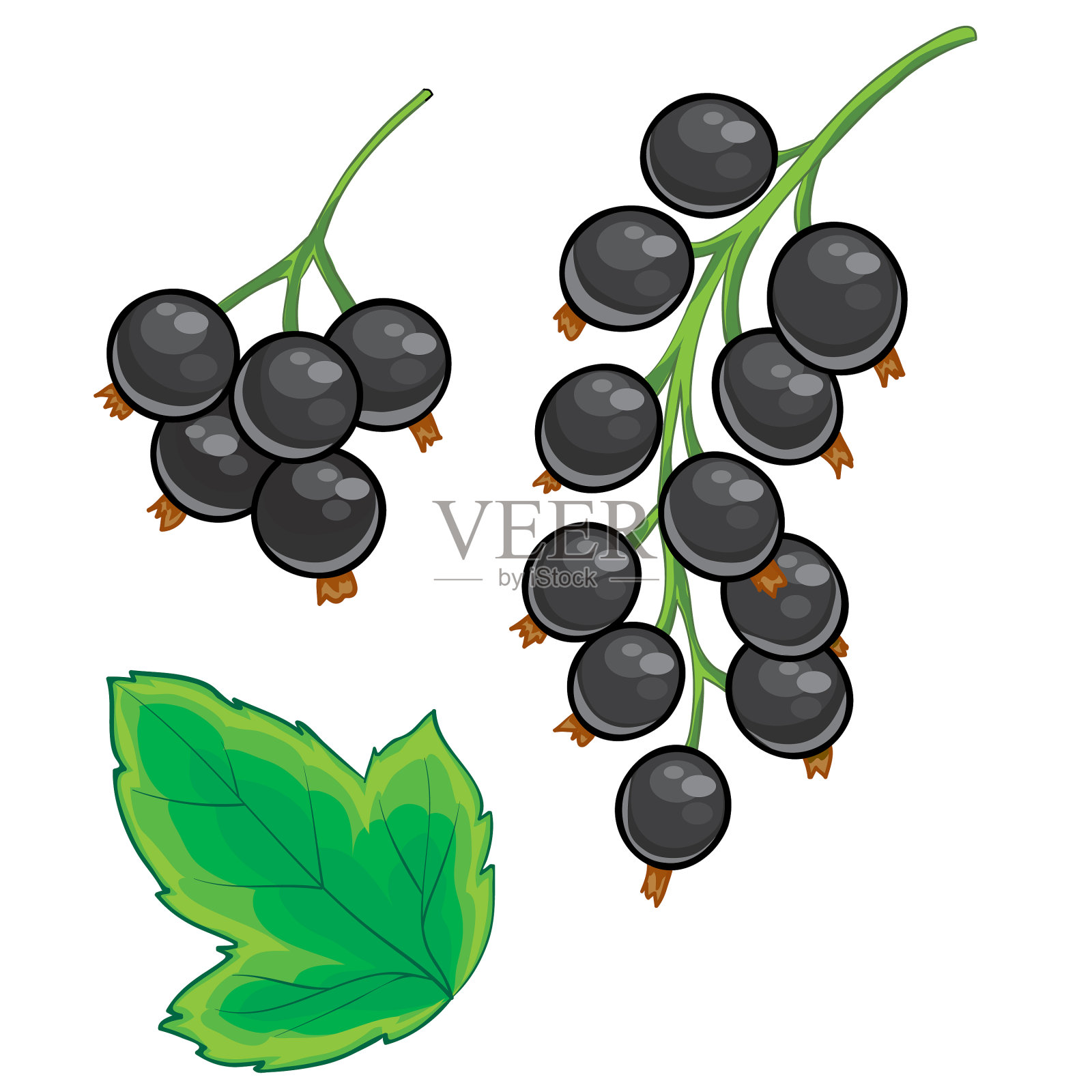 设置黑醋栗,黑浆果和绿色设计元素图片