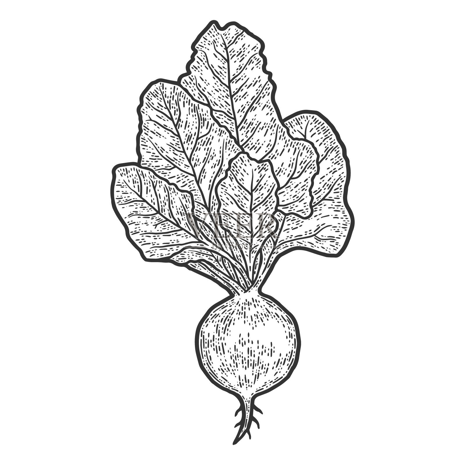 在白色背景上雕刻甜菜设计元素图片