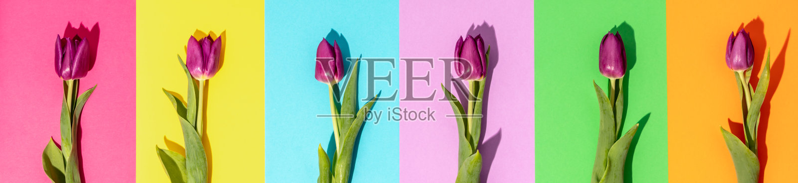 春季郁金香花在彩色纸背景上的创意布局照片摄影图片