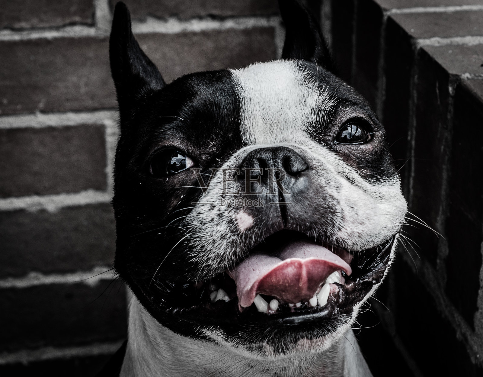 斗牛犬在室内会中微笑照片摄影图片