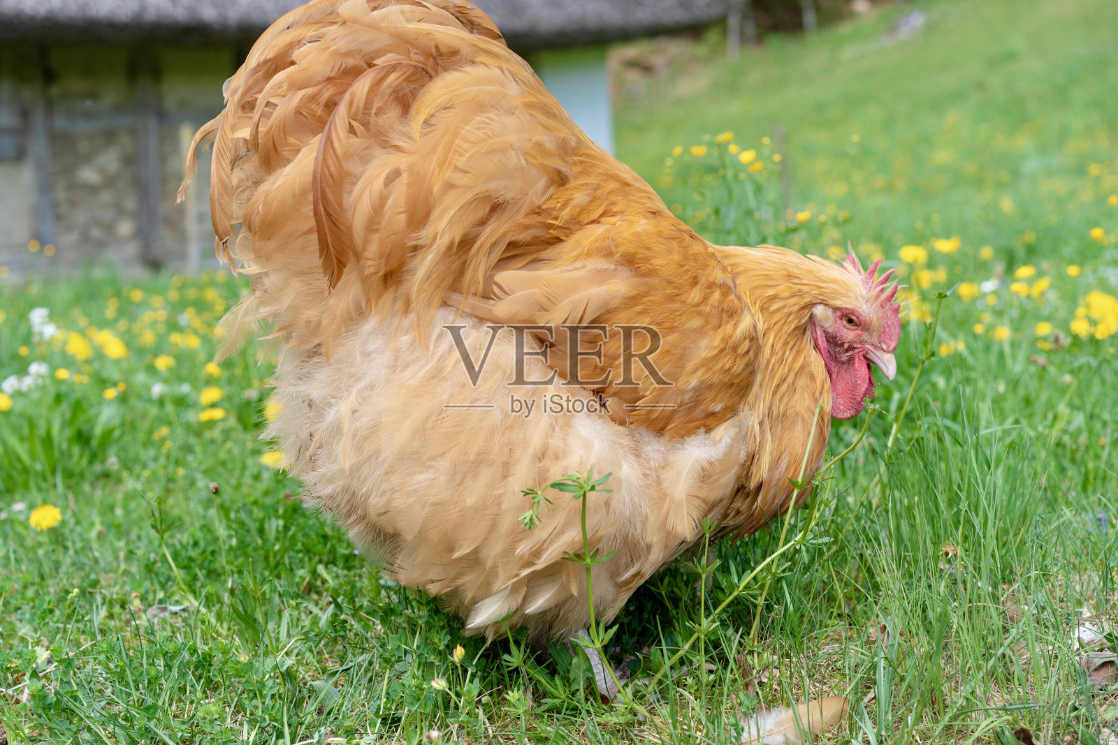 瑞士巴伦伯格露天博物馆的鸡。照片摄影图片