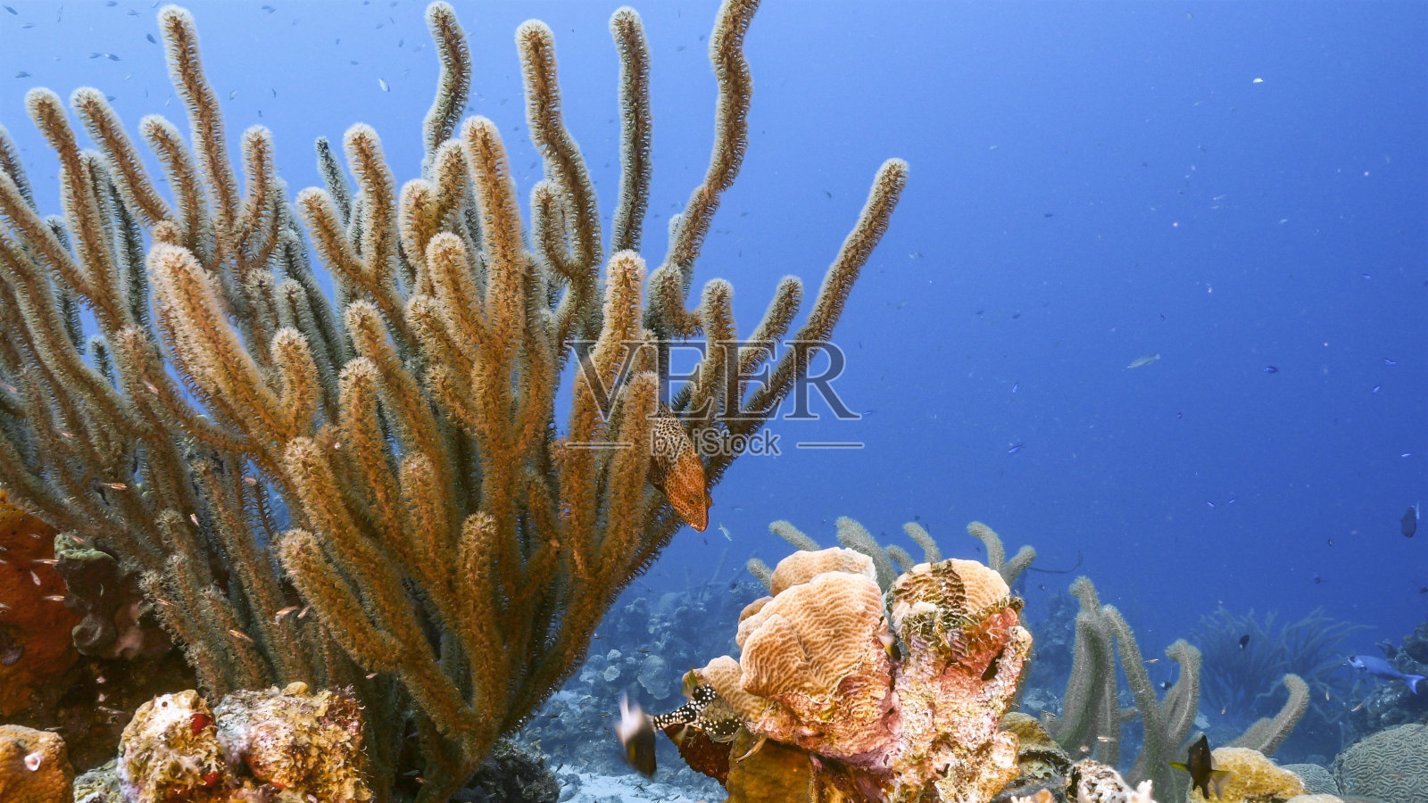 有各种鱼类,珊瑚和海绵在加勒比海珊瑚礁,库拉索岛照片摄影图片