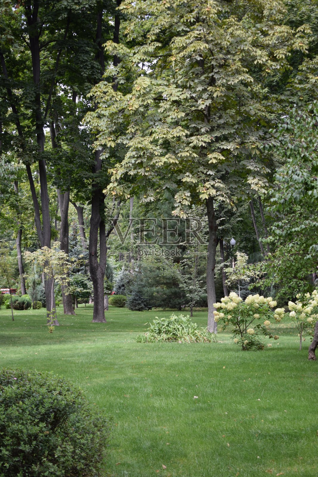 美丽的花园和新修剪的草坪照片摄影图片