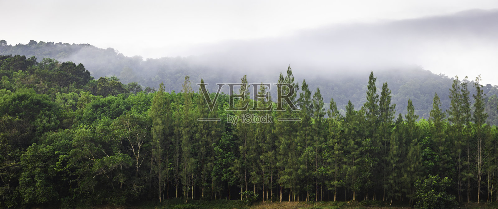 清晨的薄雾和绿色的森林构成了完整的自然环境。照片摄影图片