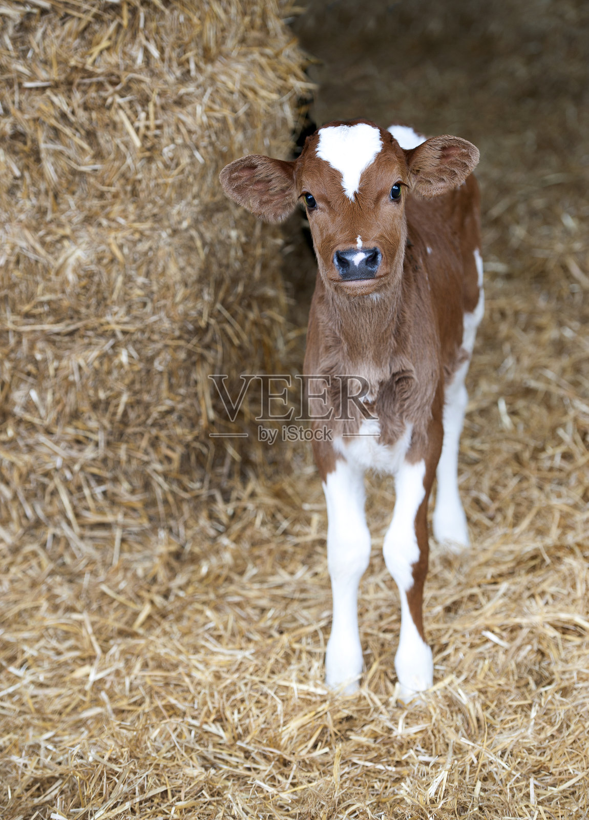 根西牛犊,多塞特乡村的春天,英格兰,英国照片摄影图片