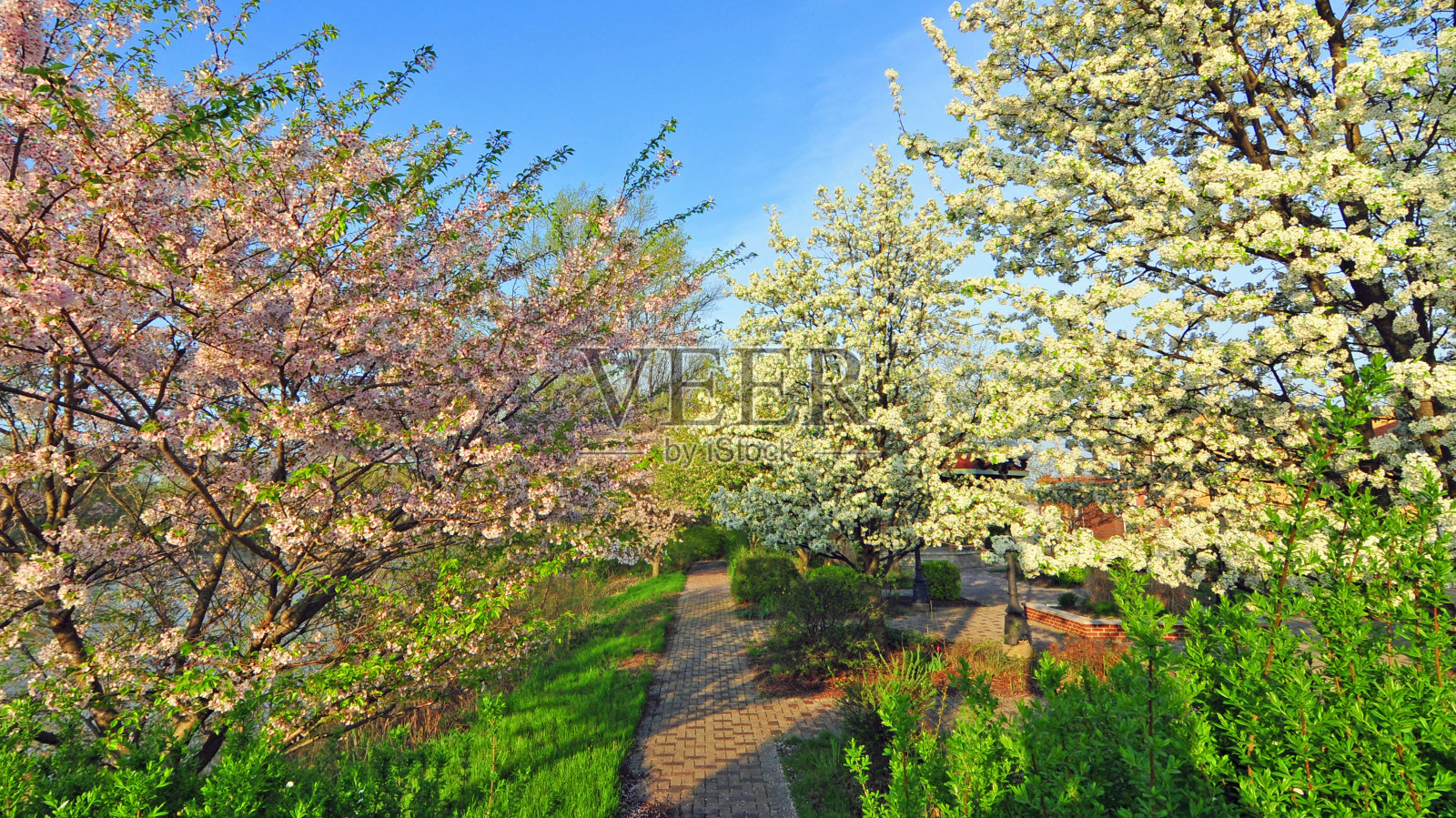 春天,沿着瓦巴什河的砖道——春天开花的树——秘鲁印第安纳州照片摄影图片