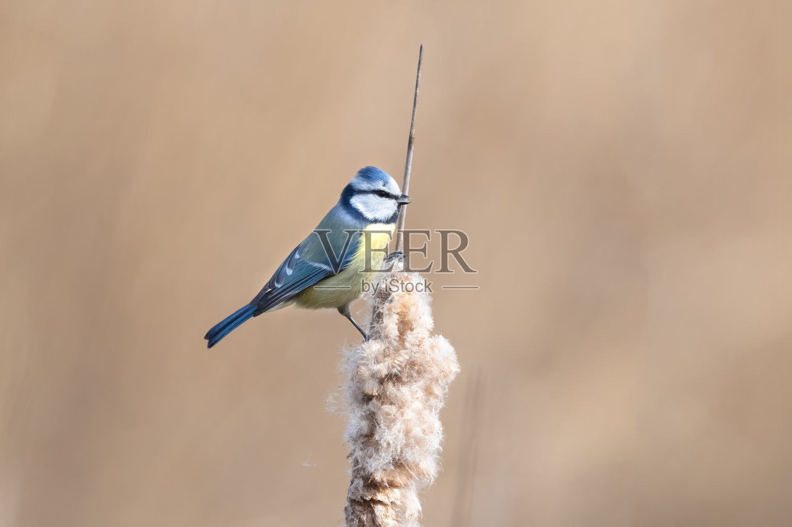 蓝色山雀坐在一根灯心草树枝上唱歌,背景很模糊。春天里的青花鸟是五颜六色的鸣禽照片摄影图片