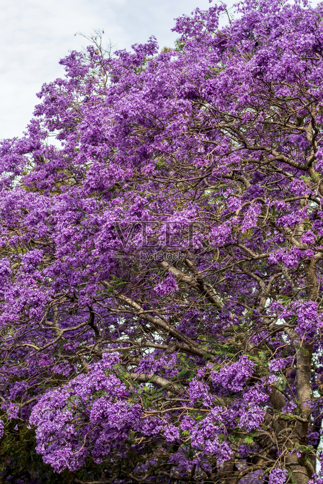 蓝花楹树开满了美丽的紫色花朵。照片摄影图片