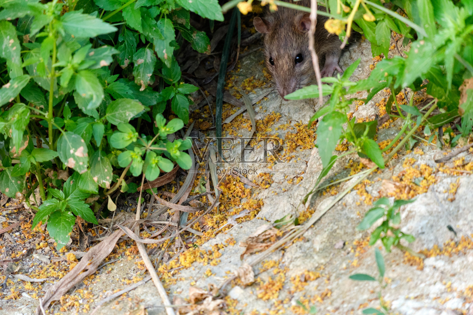鼠形照片摄影图片