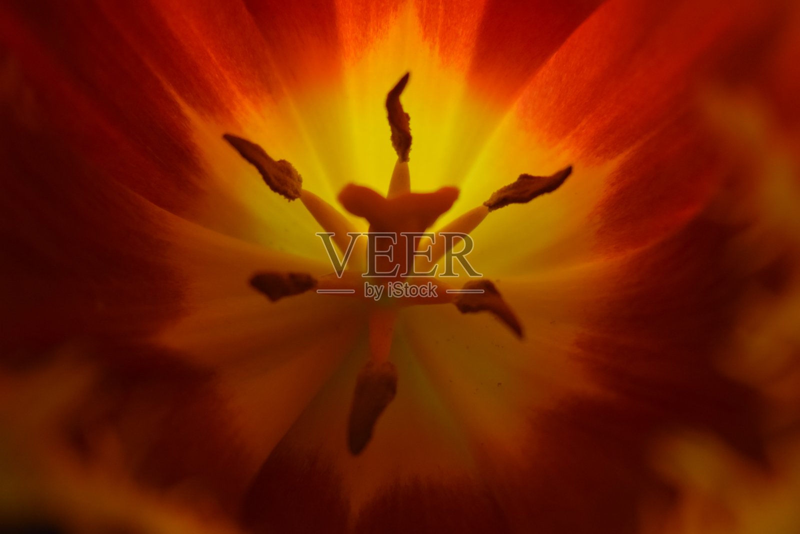 美丽生动的红色郁金香的雌蕊和哑宏照片摄影图片