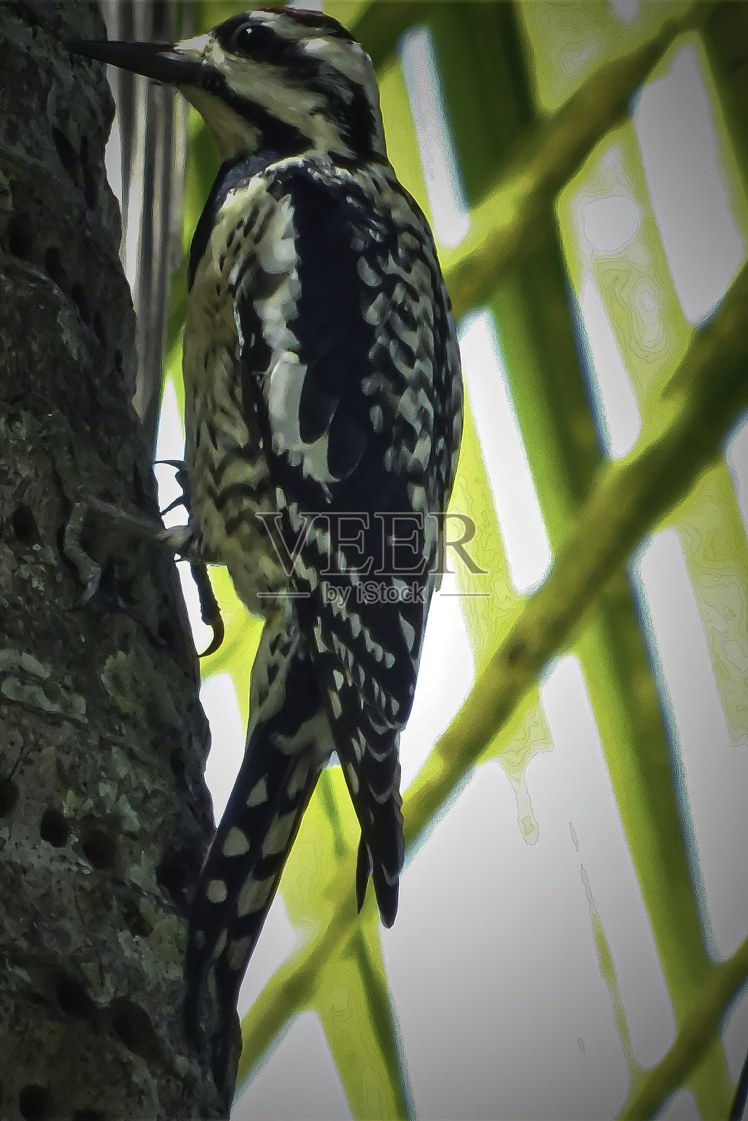 吸汁啄木鸟照片摄影图片