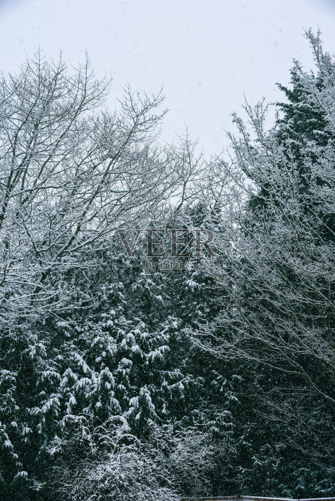大雪落在常青树的树枝上照片摄影图片