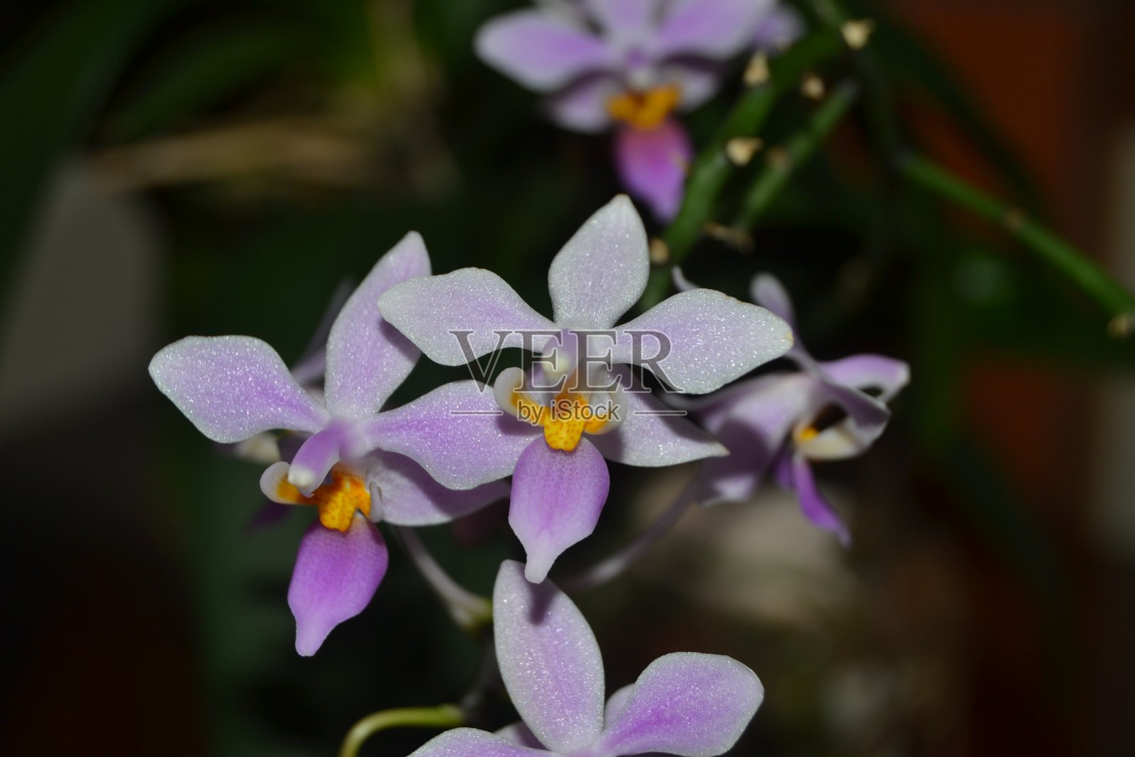 兰花照片摄影图片