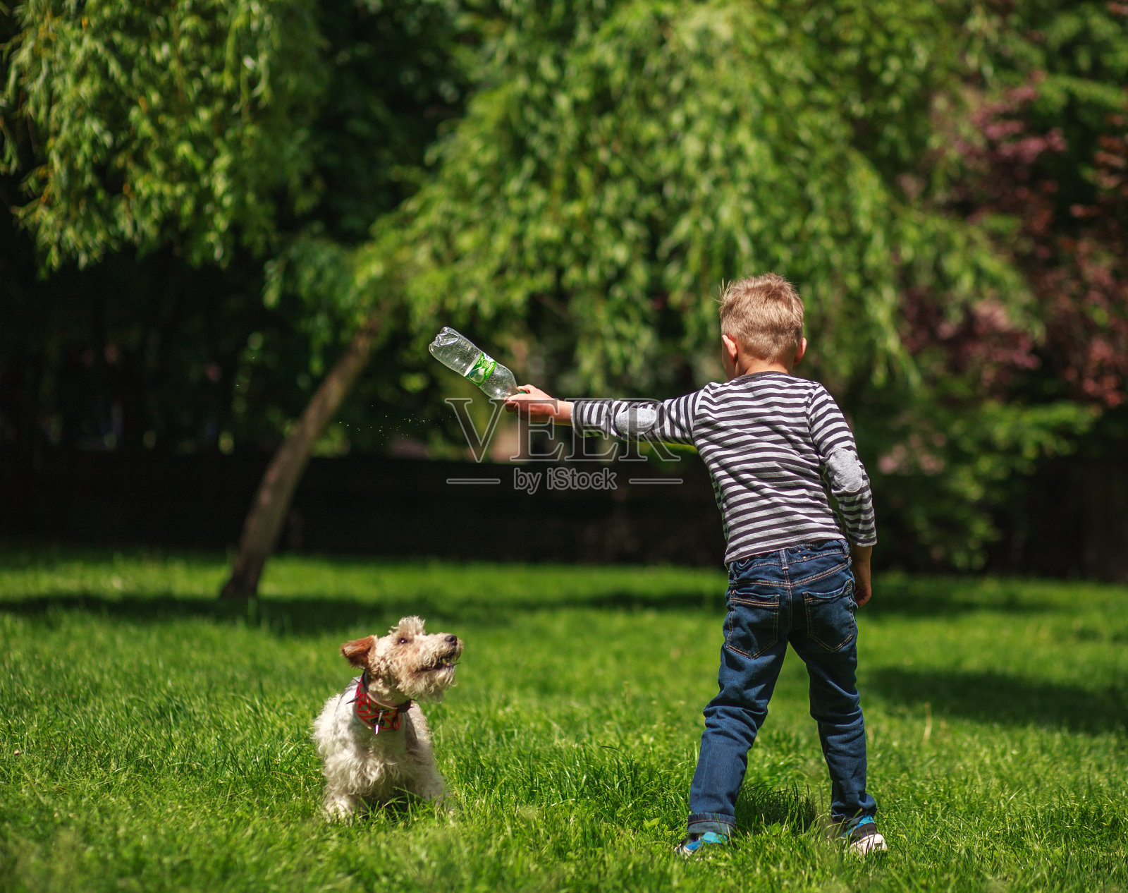 男孩和狗玩扔瓶子在夏天的绿色公园的草地上照片摄影图片
