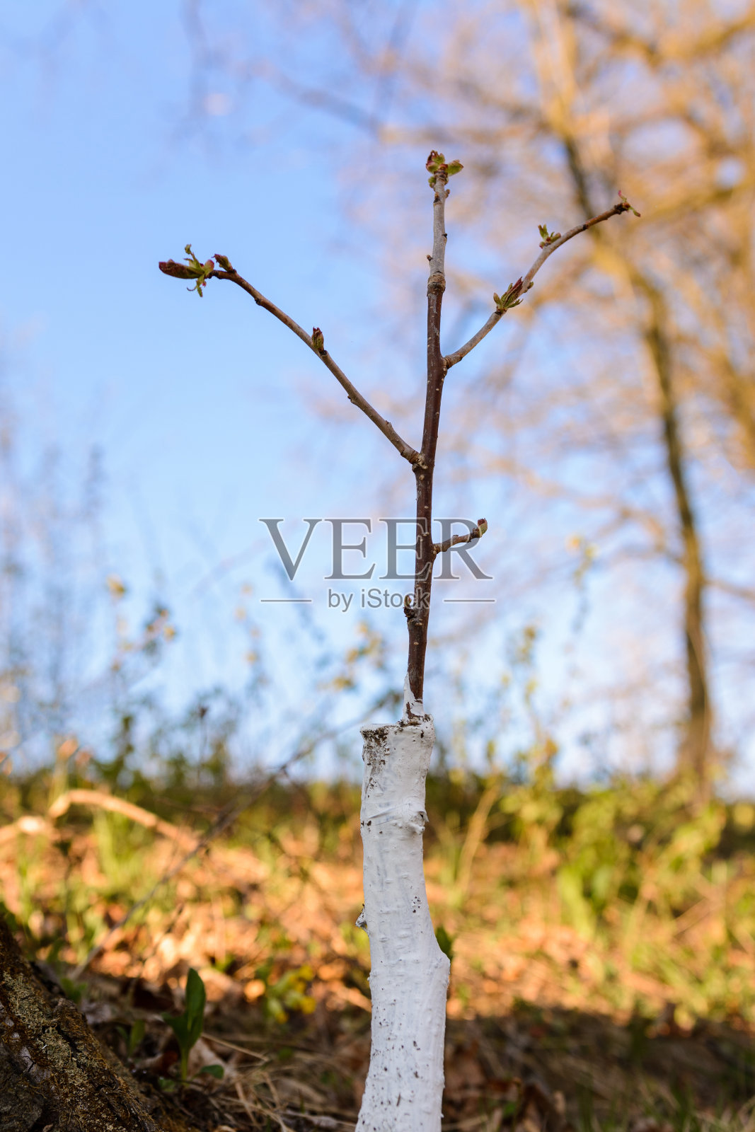 对幼龄果树进行了春季害虫酸橙处理。照片摄影图片