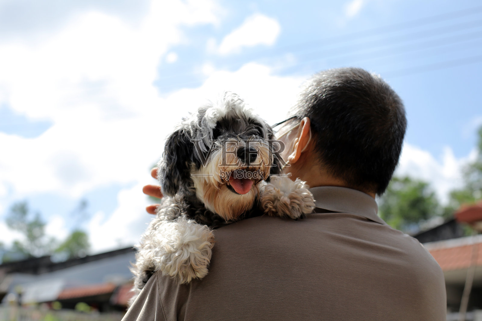 宠物狗巡航照片摄影图片