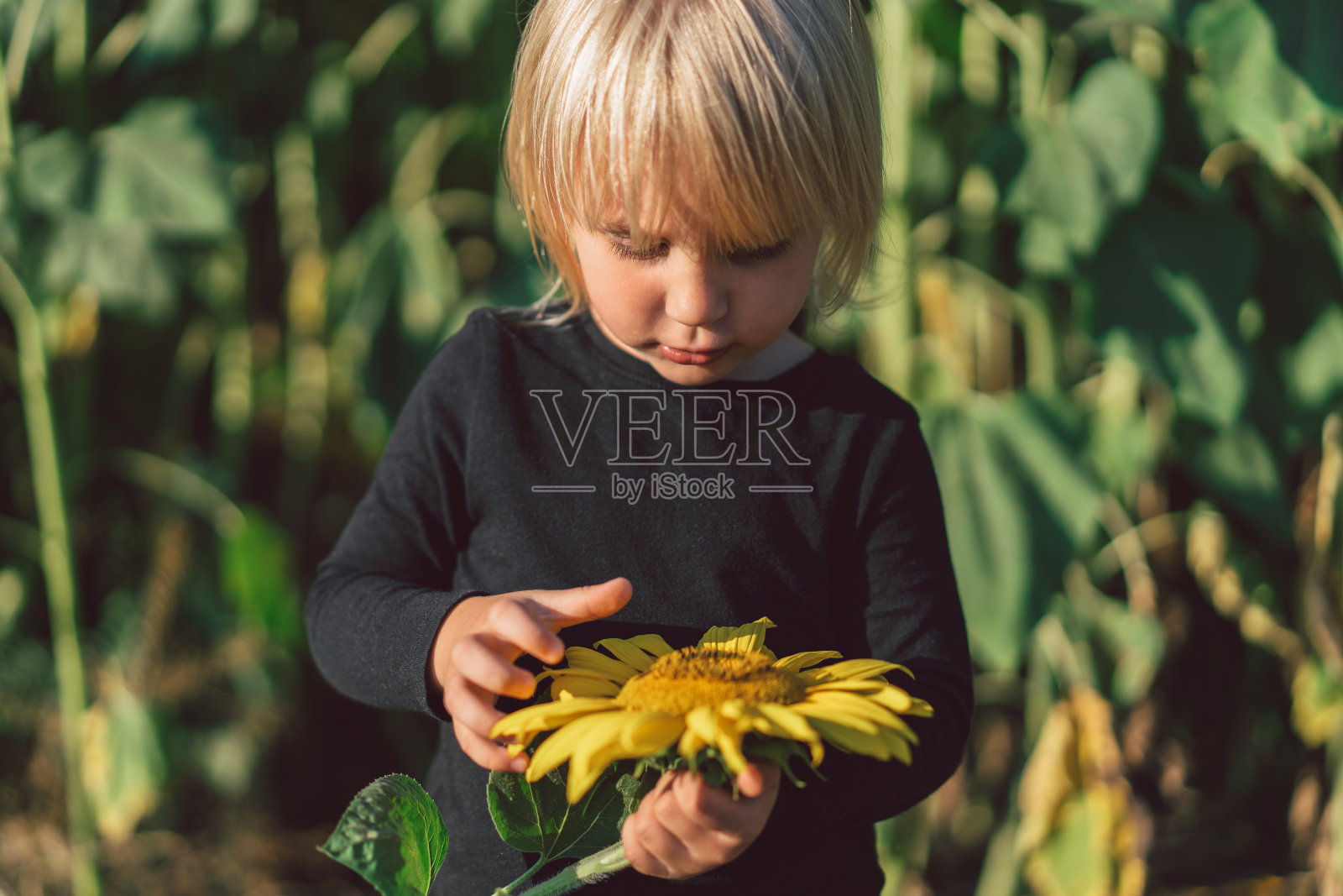 一个小女孩手里拿着一朵向日葵。向日葵,农业照片摄影图片