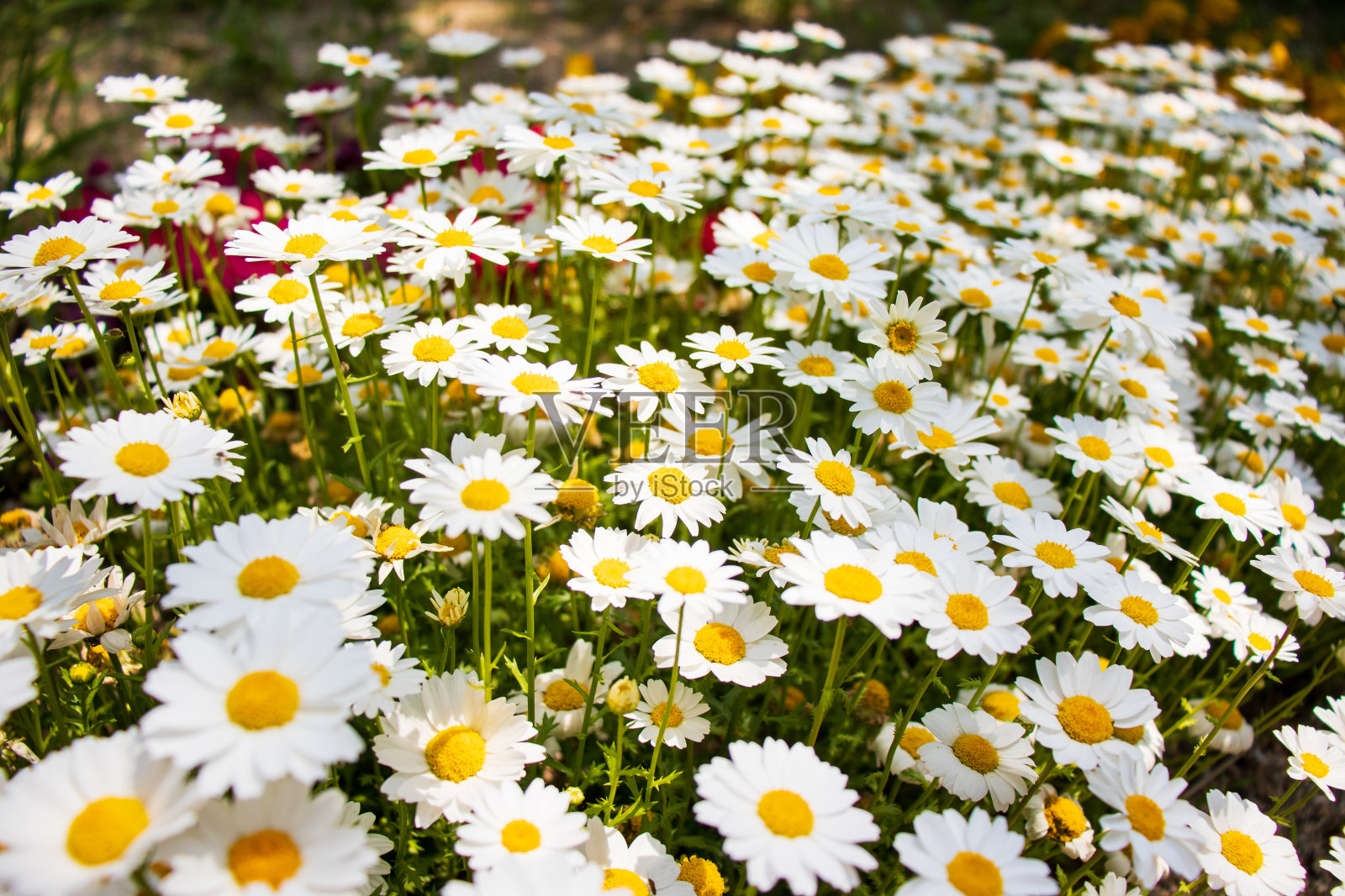 白色的雏菊花。照片摄影图片