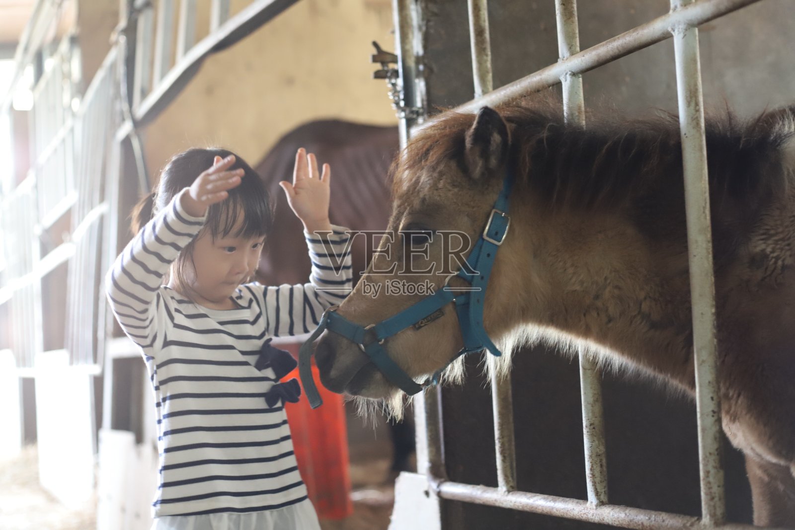 抚摸并喂马和驴的亚洲女孩照片摄影图片