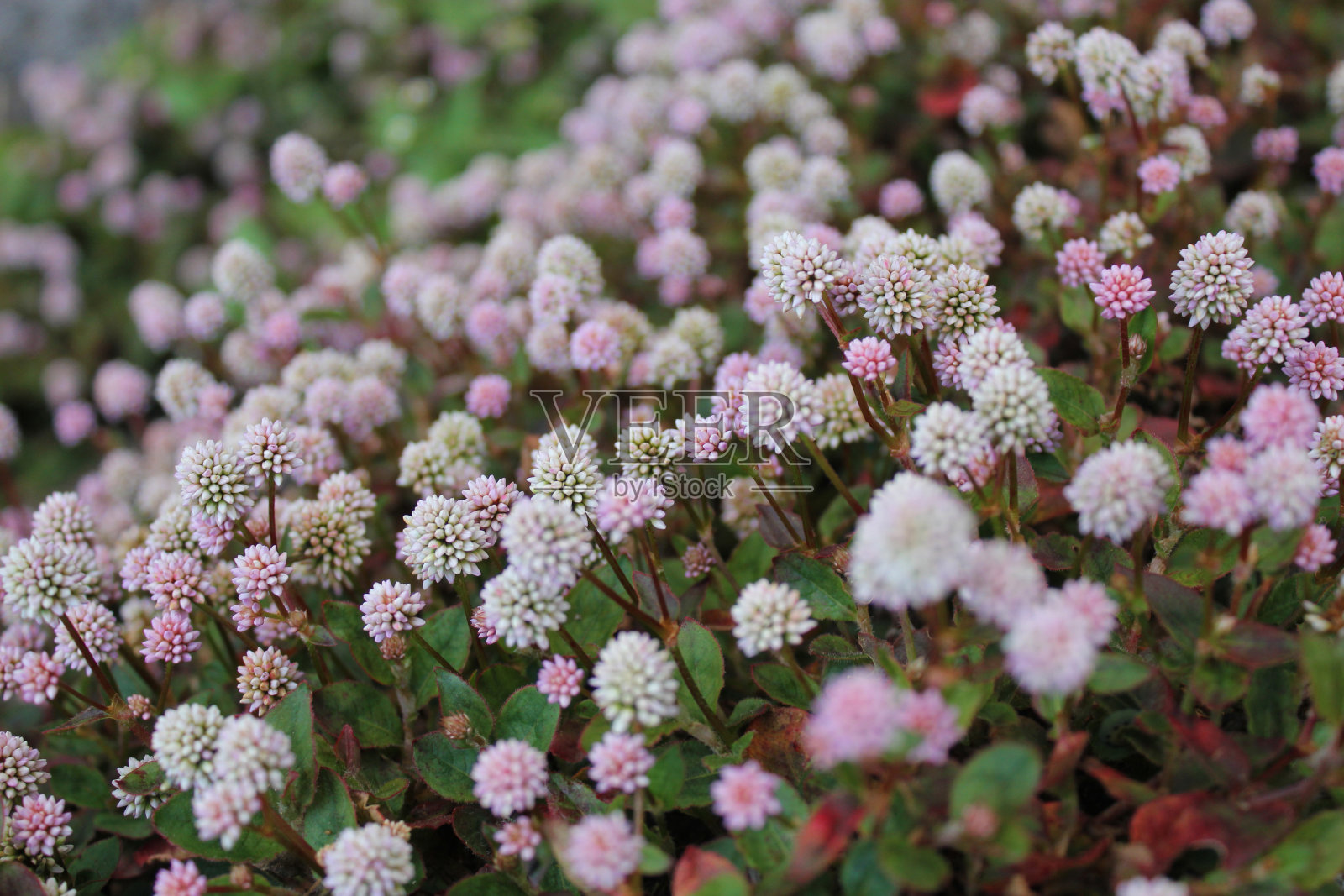 红脚鹬照片摄影图片