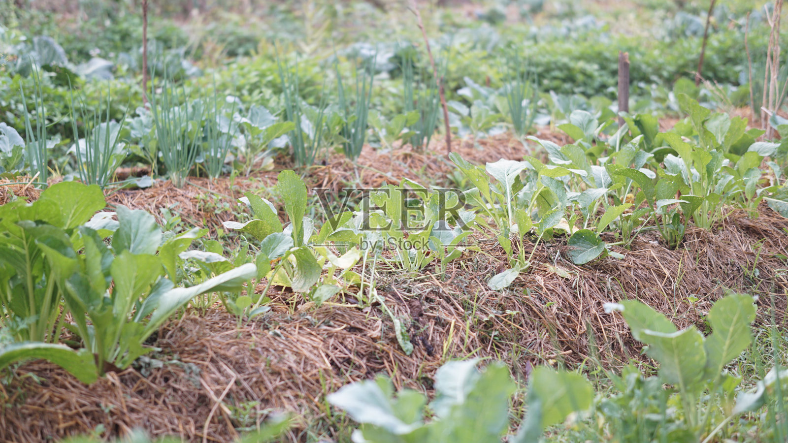 蔬菜植物生长在花园里照片摄影图片