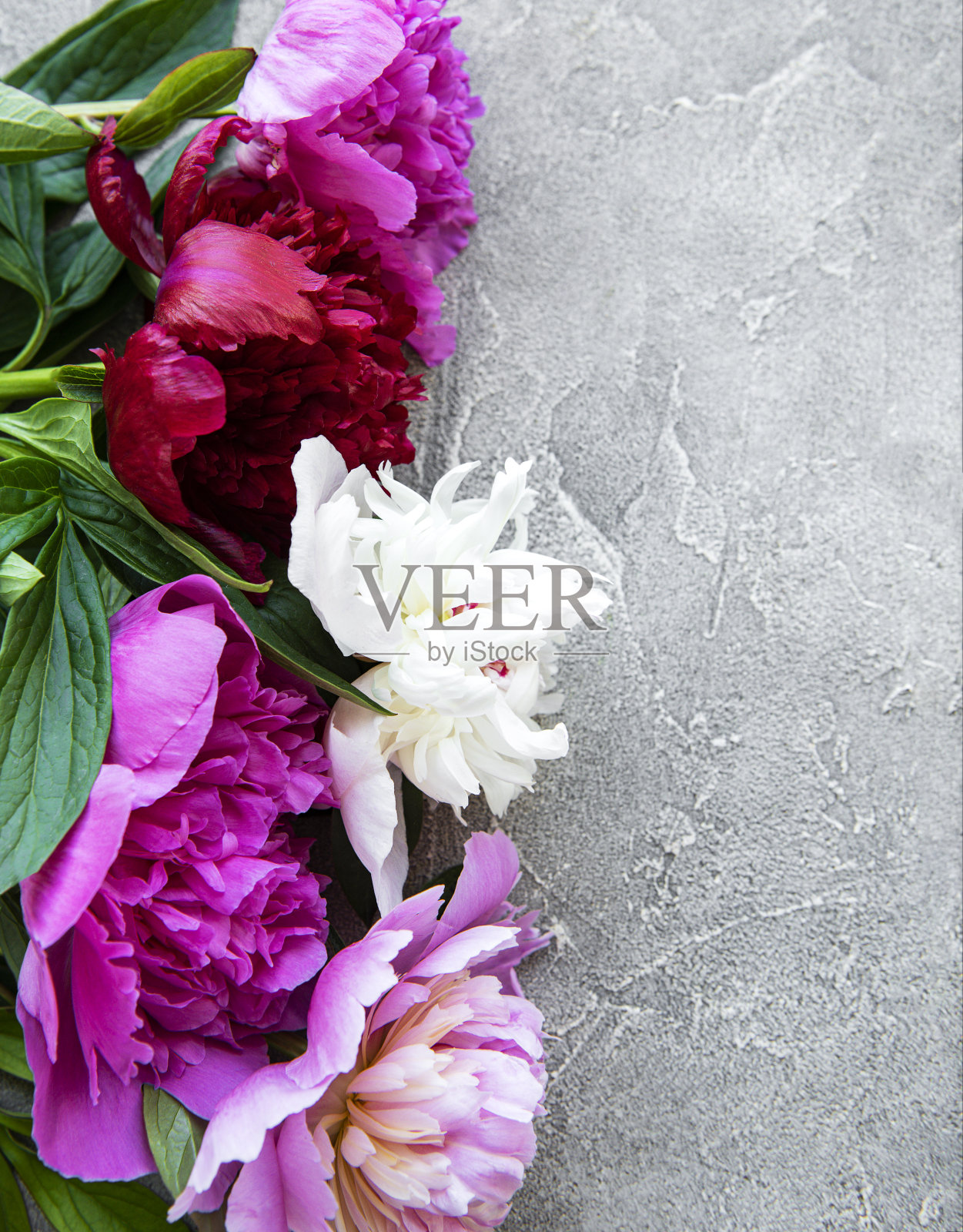 灰色混凝土背景上的牡丹花照片摄影图片