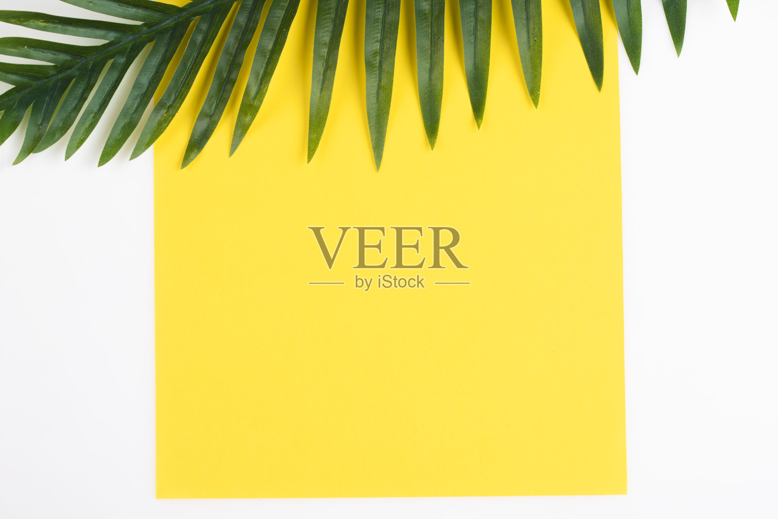 夏天的概念照片摄影图片