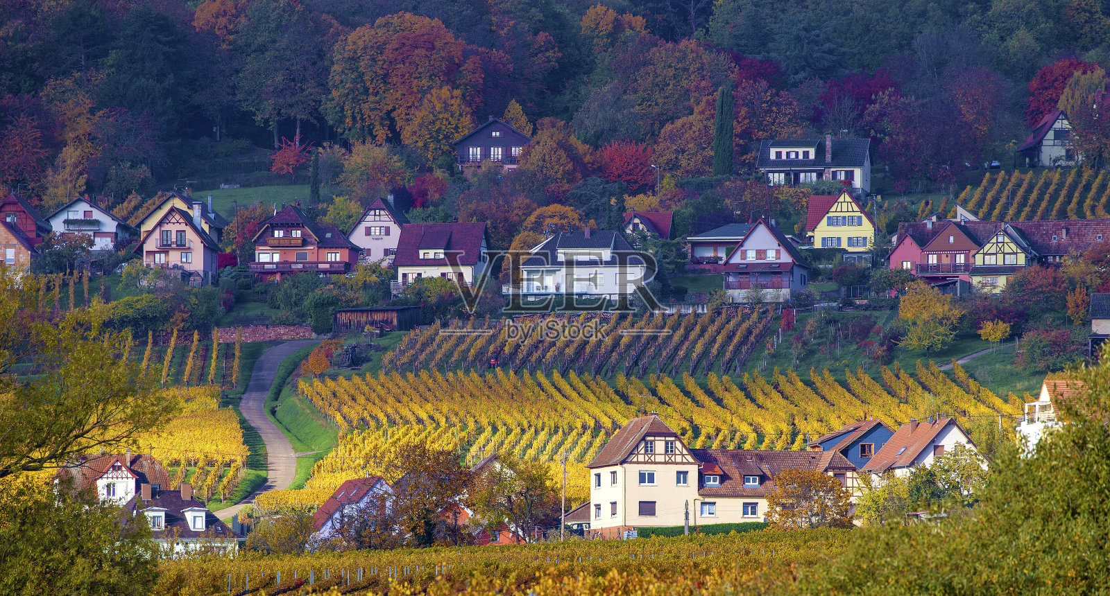 阿尔萨斯金色的葡萄园照片摄影图片