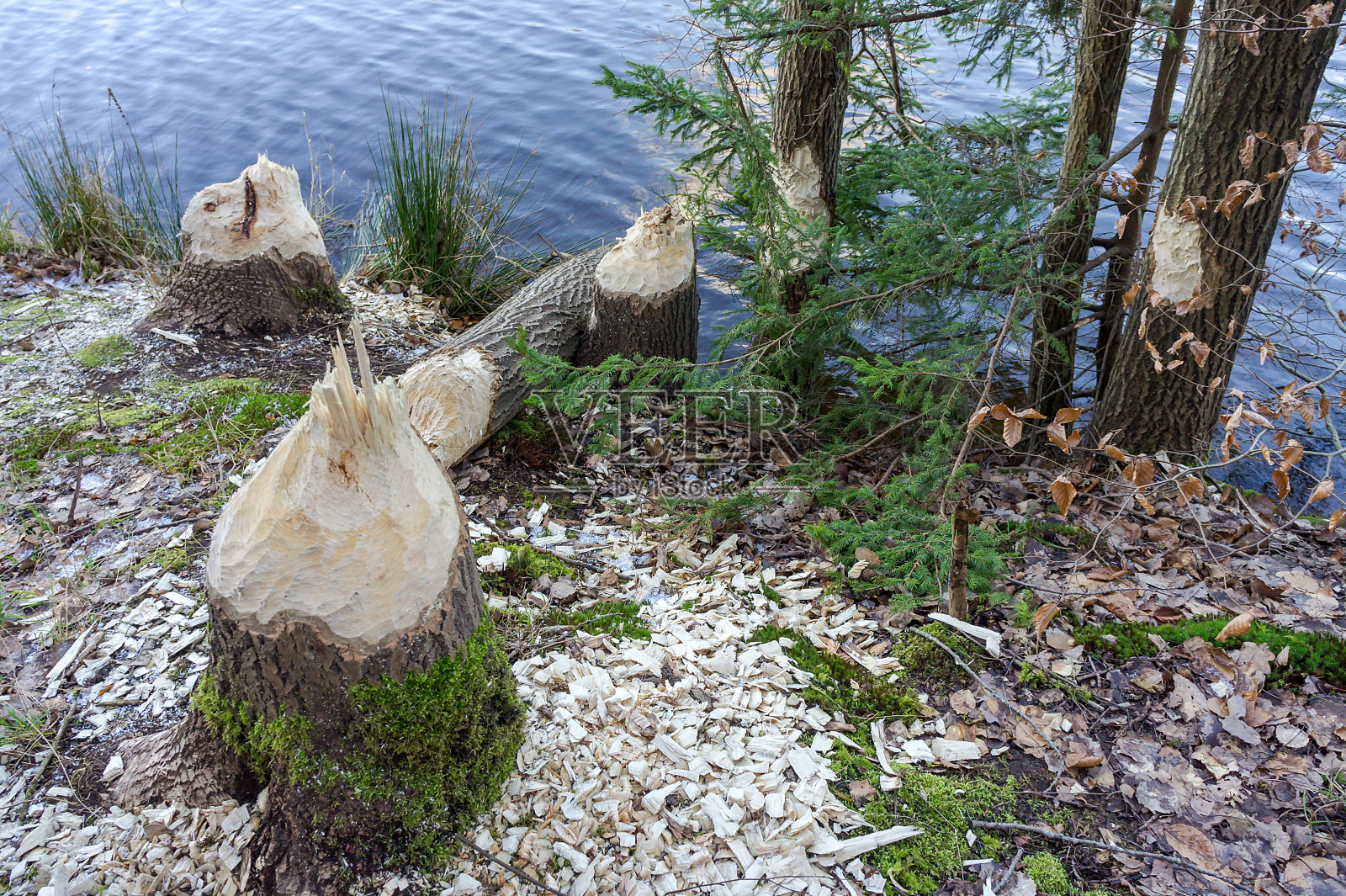 海狸啃着树,树干上有海狸牙齿的痕迹照片摄影图片