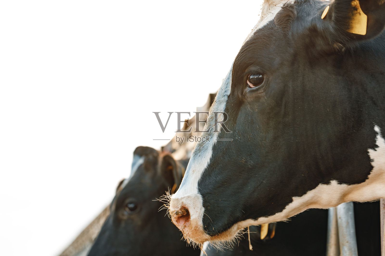 成年奶牛站在农场的牛栏里照片摄影图片