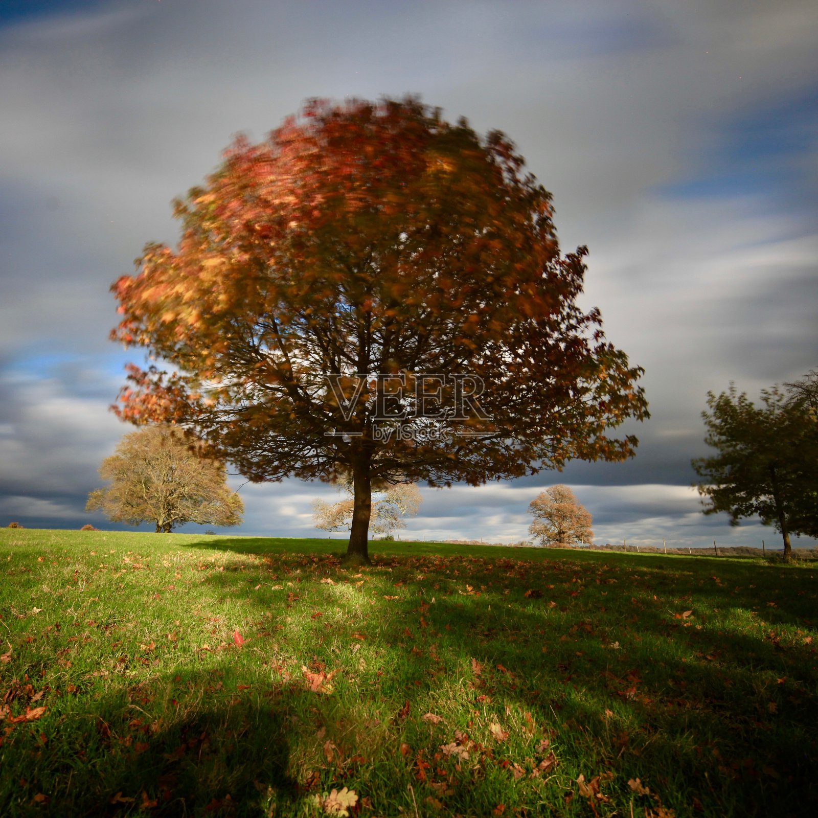 秋树绿草动云照片摄影图片