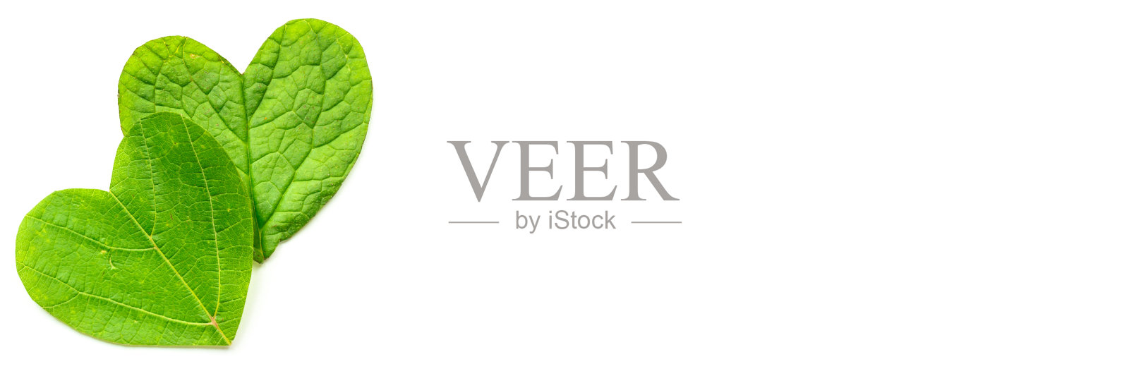 情人节。心形是从白色背景的树叶上剪下来的。横幅照片摄影图片