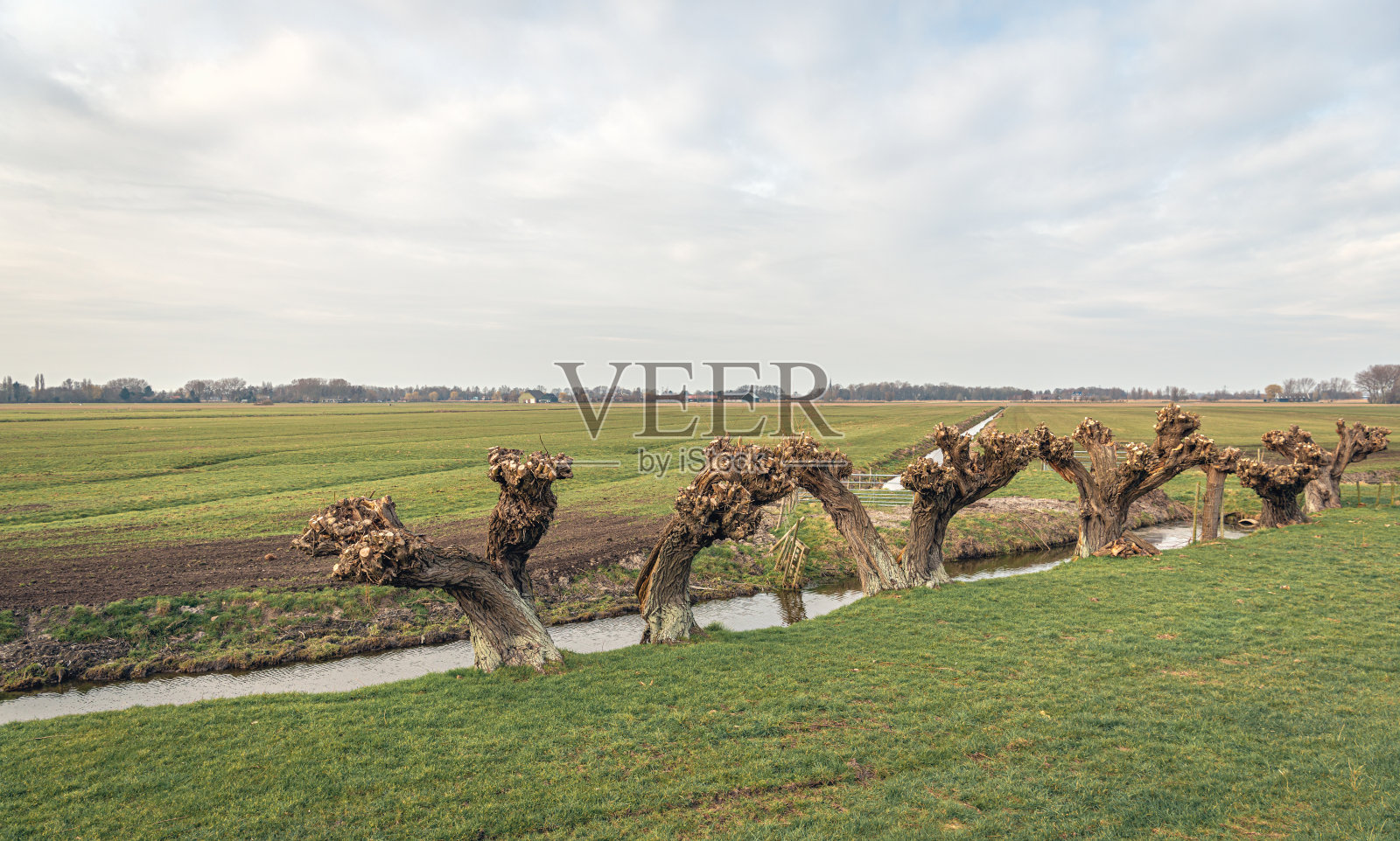 荷兰风景中的一排老柳树和新修剪的柳树照片摄影图片