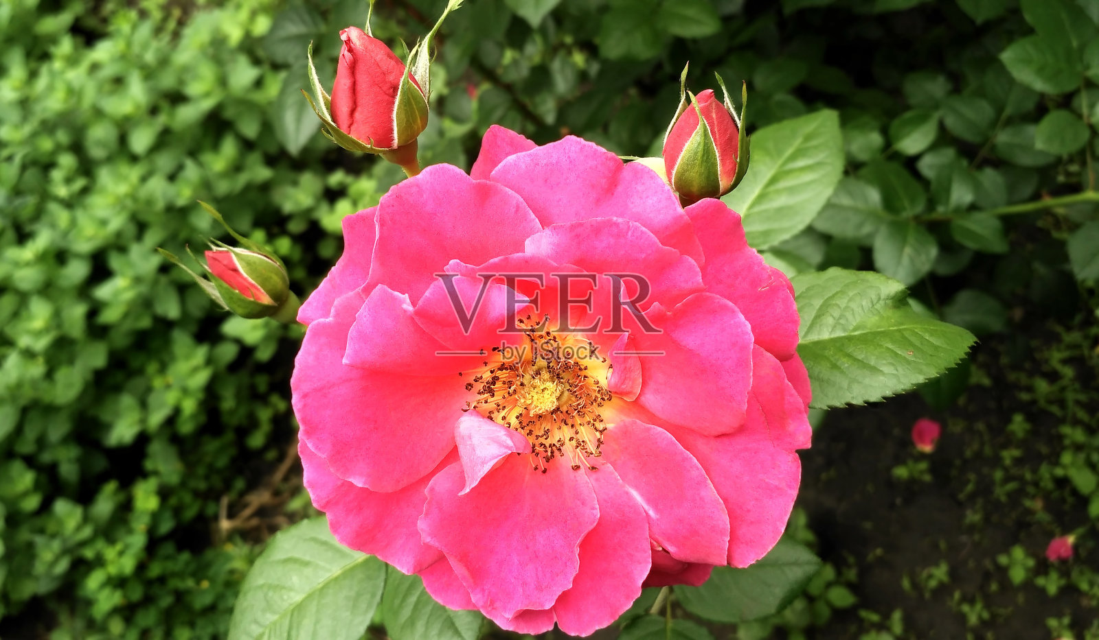 深红色的玫瑰特写照片摄影图片