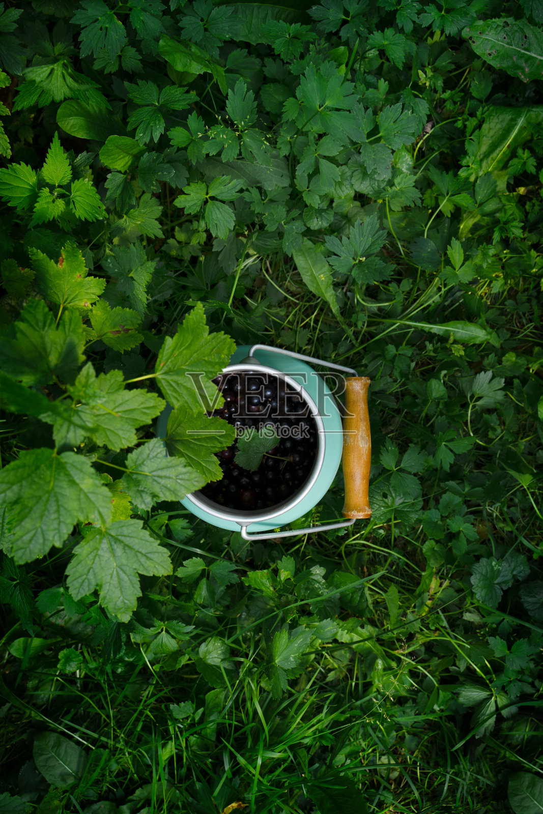 黑醋栗在花园里的醋栗丛下,俯视图。户外拍摄照片摄影图片