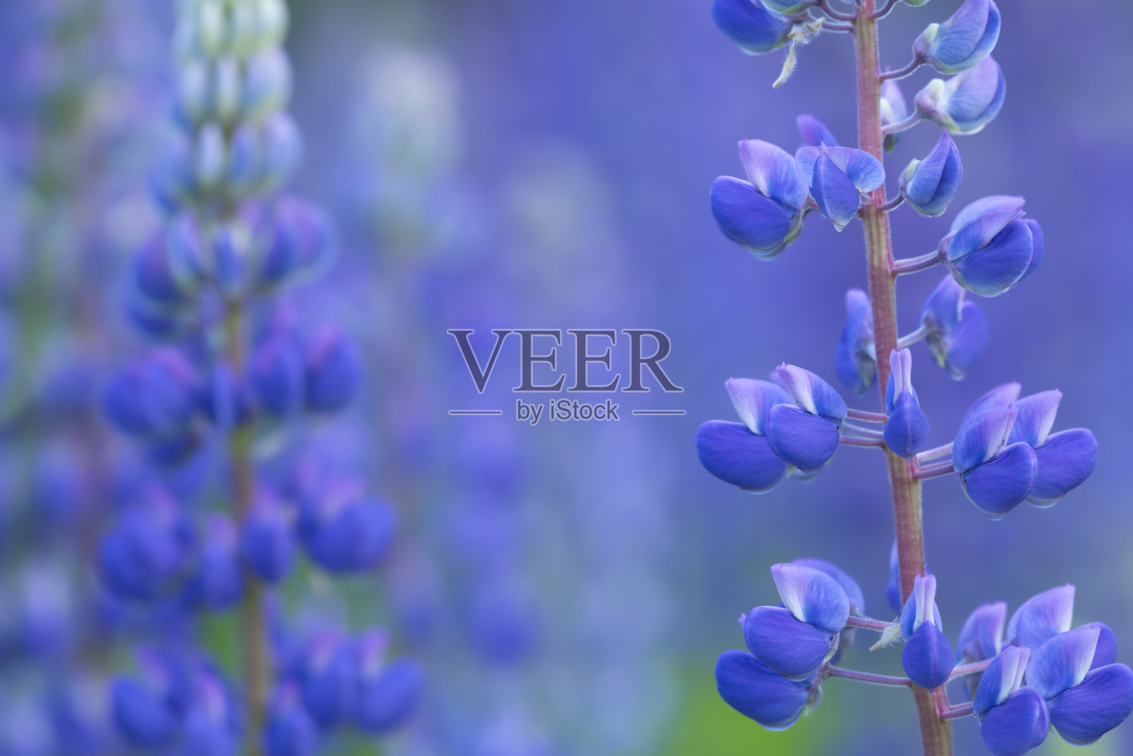 盛开的卢平与模糊的背景和浅景深的领域照片摄影图片