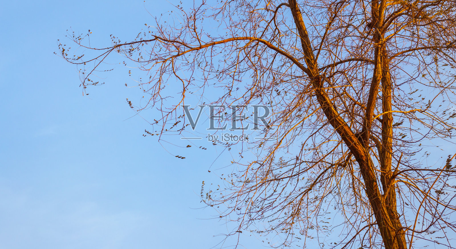 在夕阳的照耀下,光秃秃的树枝映衬着天空。早春自然景观照片摄影图片