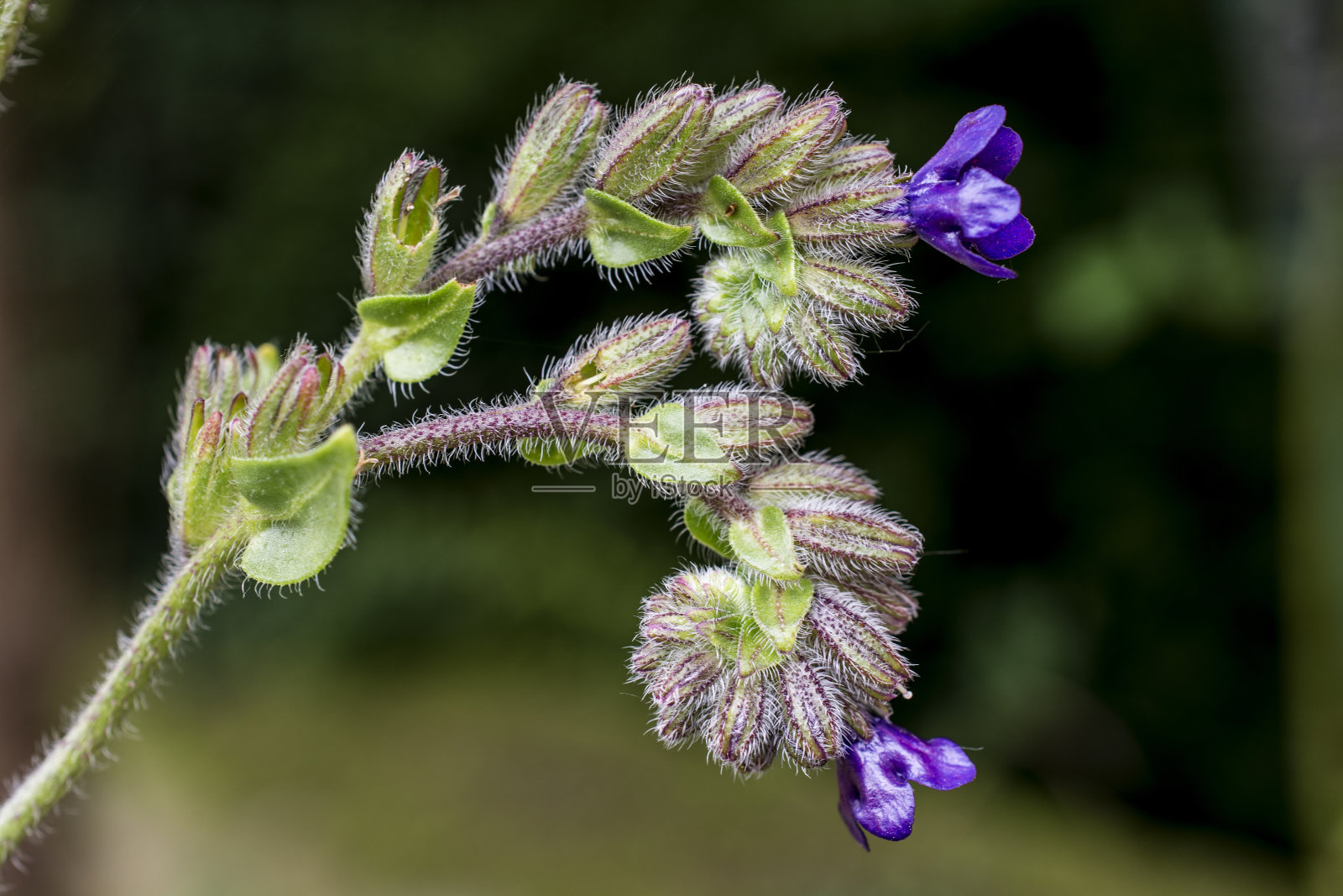 牛舌草照片摄影图片
