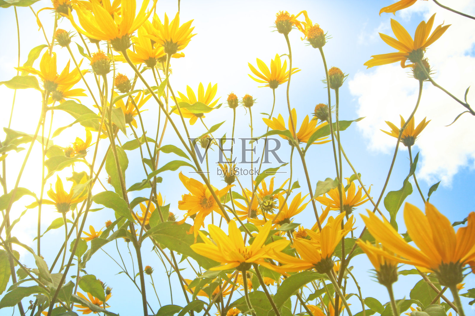 阳光明媚的夏日天空下的明亮黄色花朵照片摄影图片