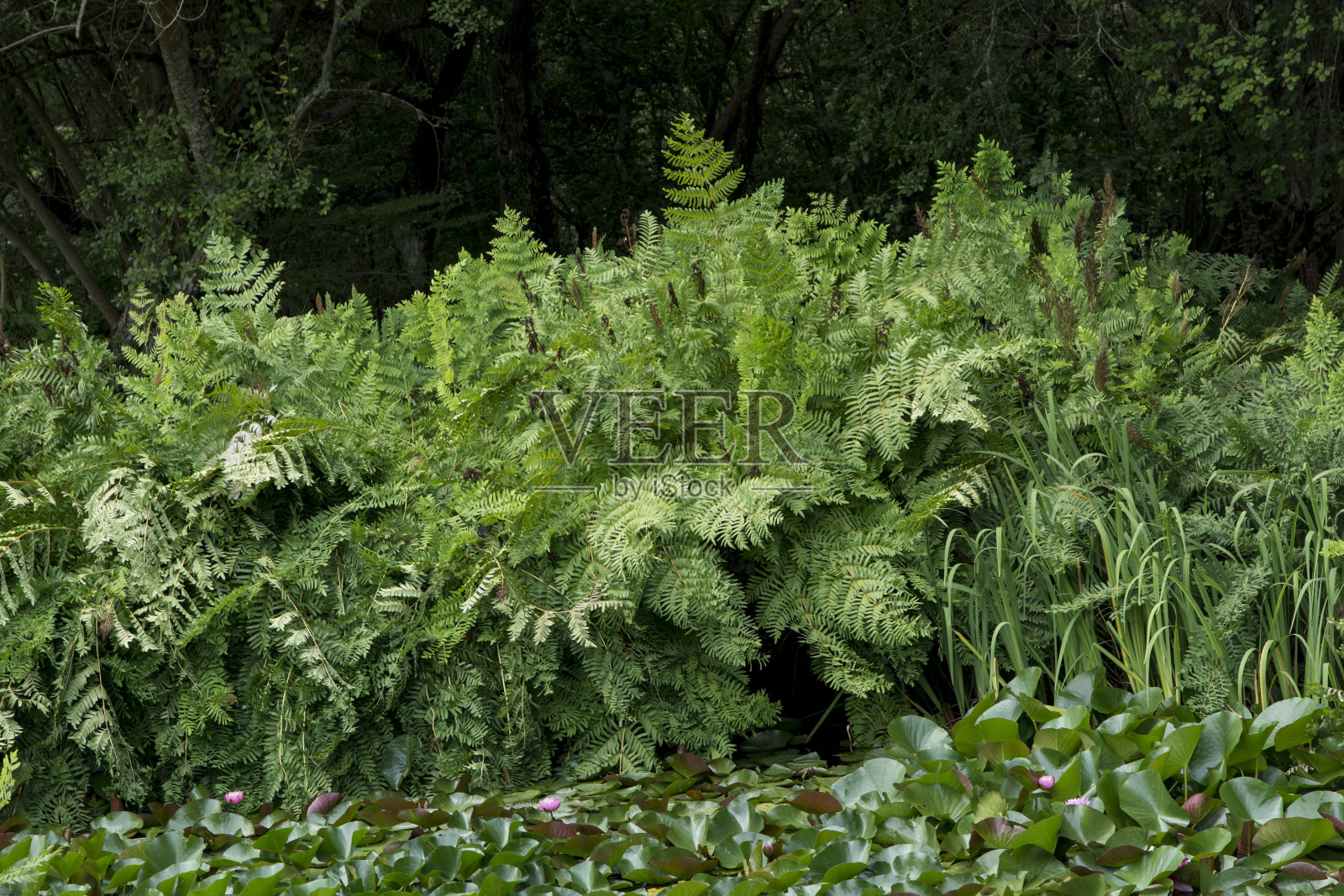 皇家蕨类植物照片摄影图片
