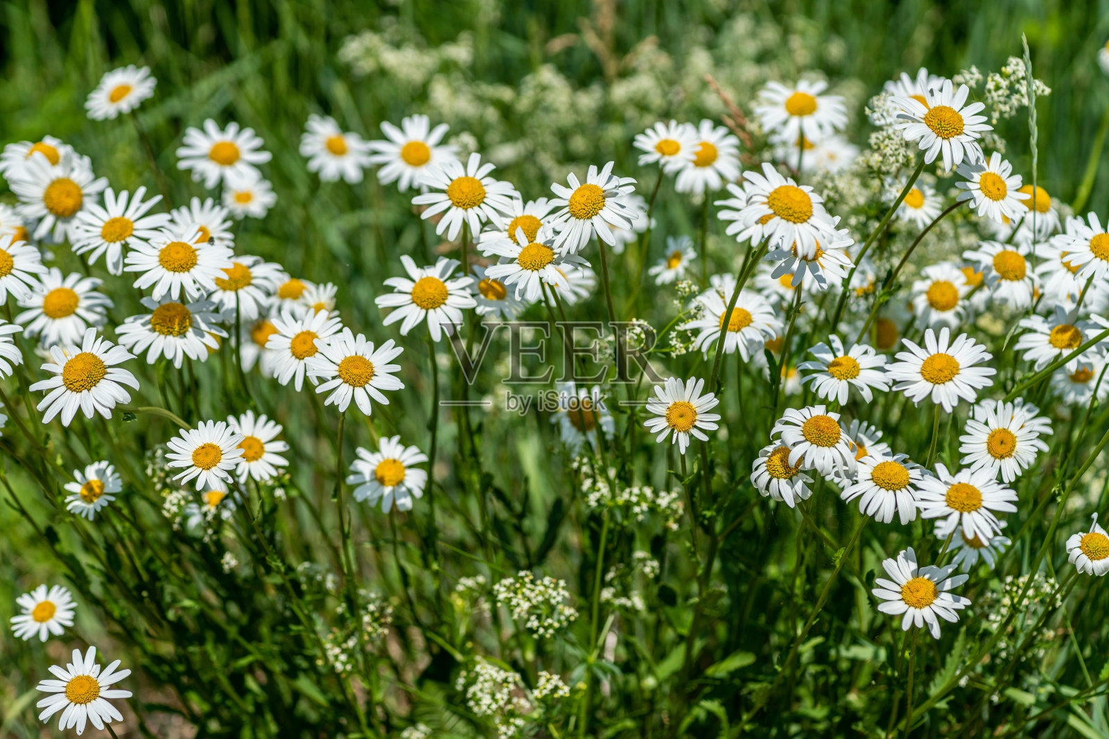 阳光下生长在田间的一簇玛格丽特花照片摄影图片