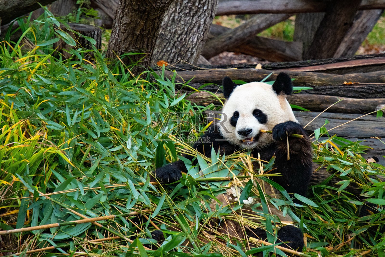 可爱的熊猫咬咬竹枝照片摄影图片