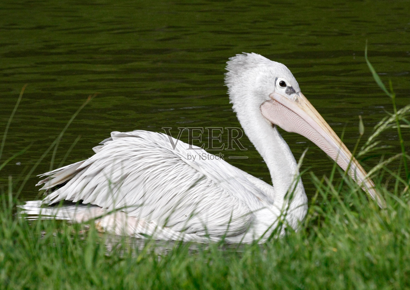 鹈鹕照片摄影图片