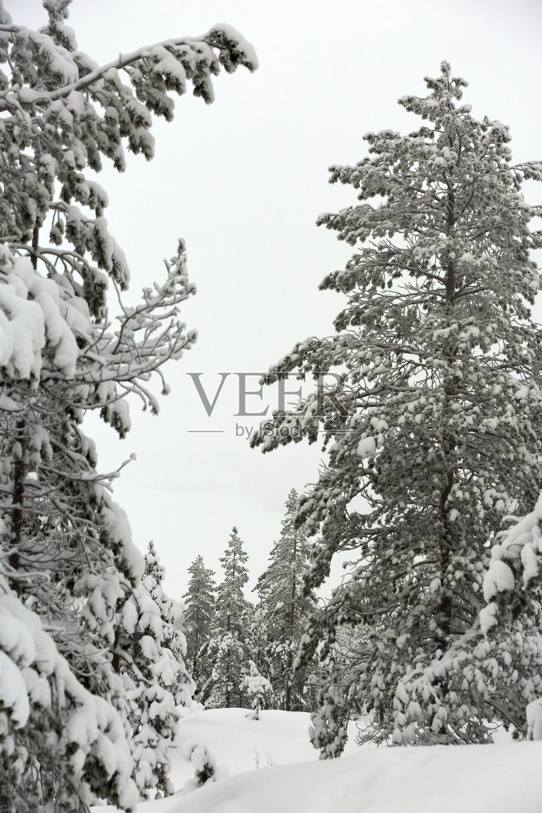 冬季景观雪林照片摄影图片