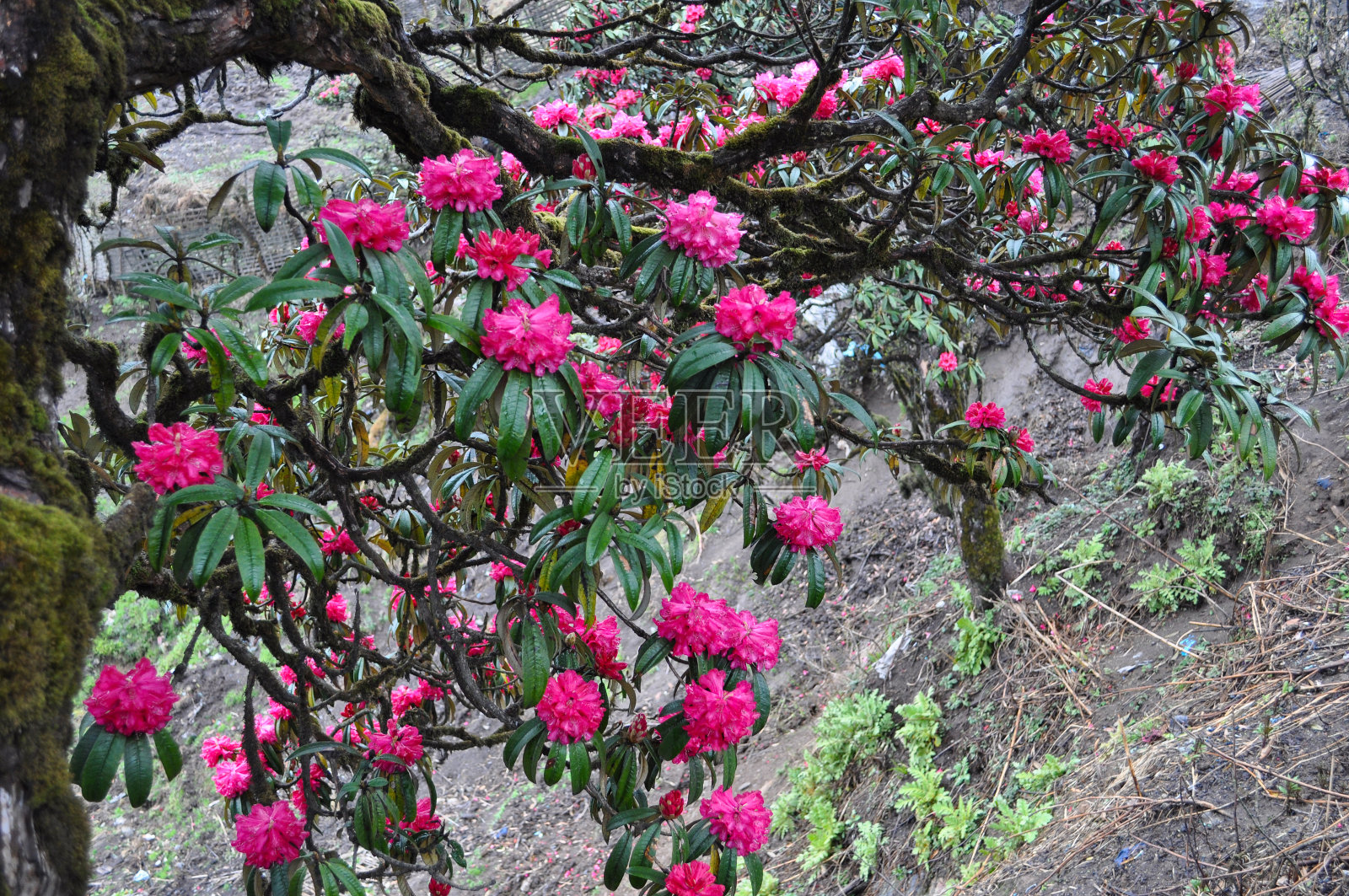 盛开的红杜鹃照片摄影图片
