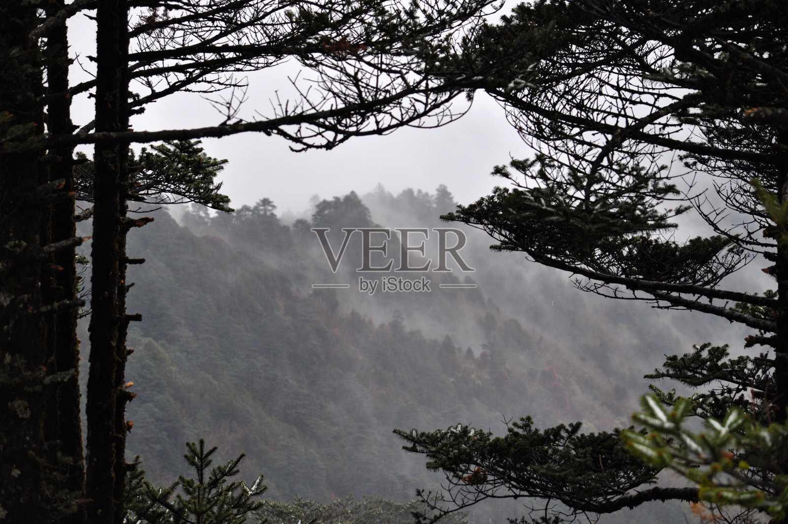 松树的树枝和一排排的山脊照片摄影图片