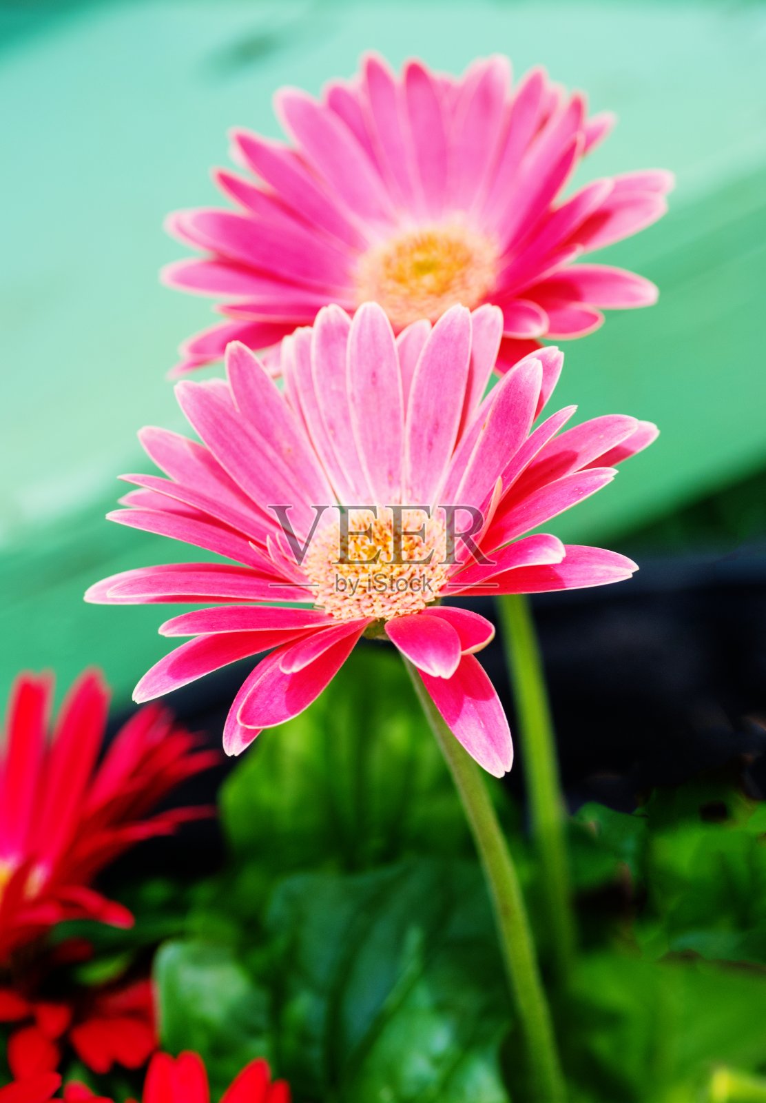 春天的花-粉色非洲菊Daisy-Howard县印第安纳照片摄影图片