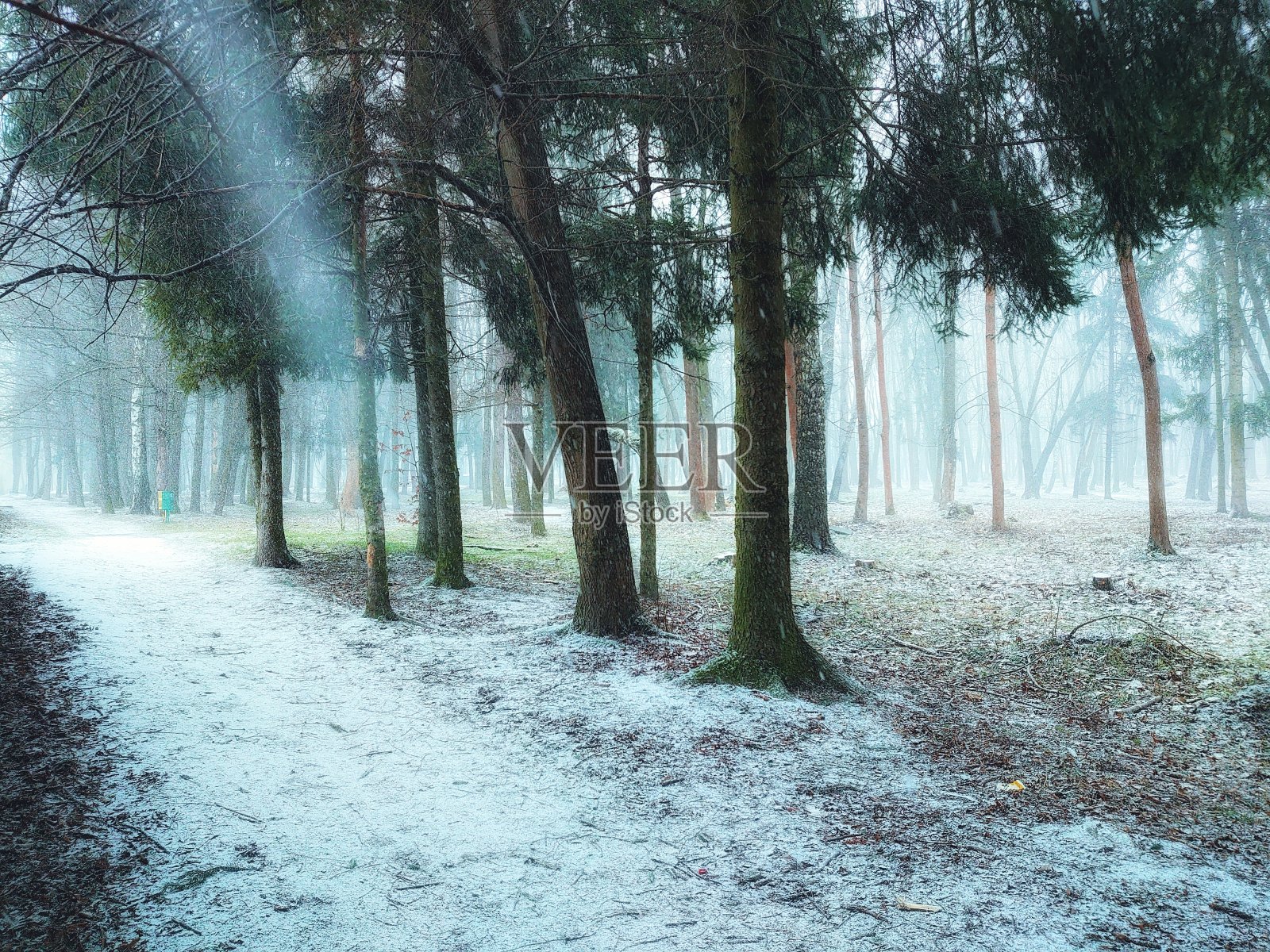 森林在早春。雪在森林里融化。春天森林里雾蒙蒙的早晨。冬天的结束。照片摄影图片