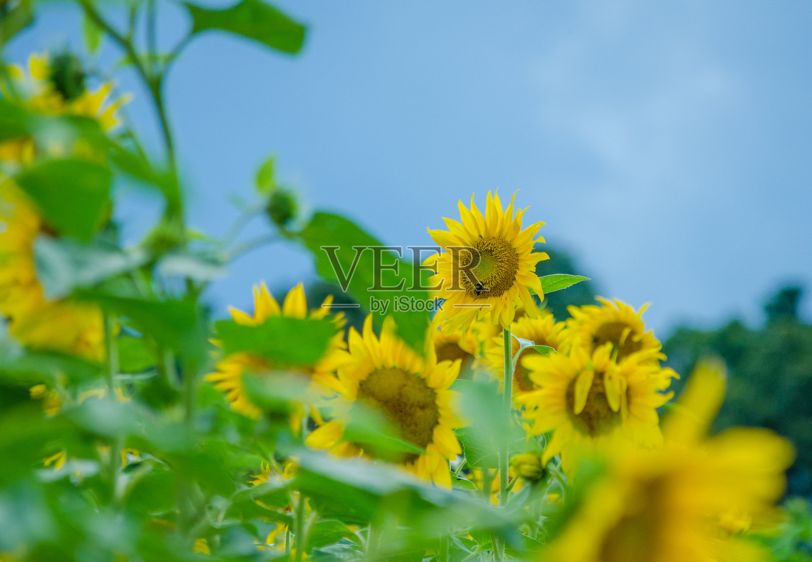 越来越多的向日葵照片摄影图片
