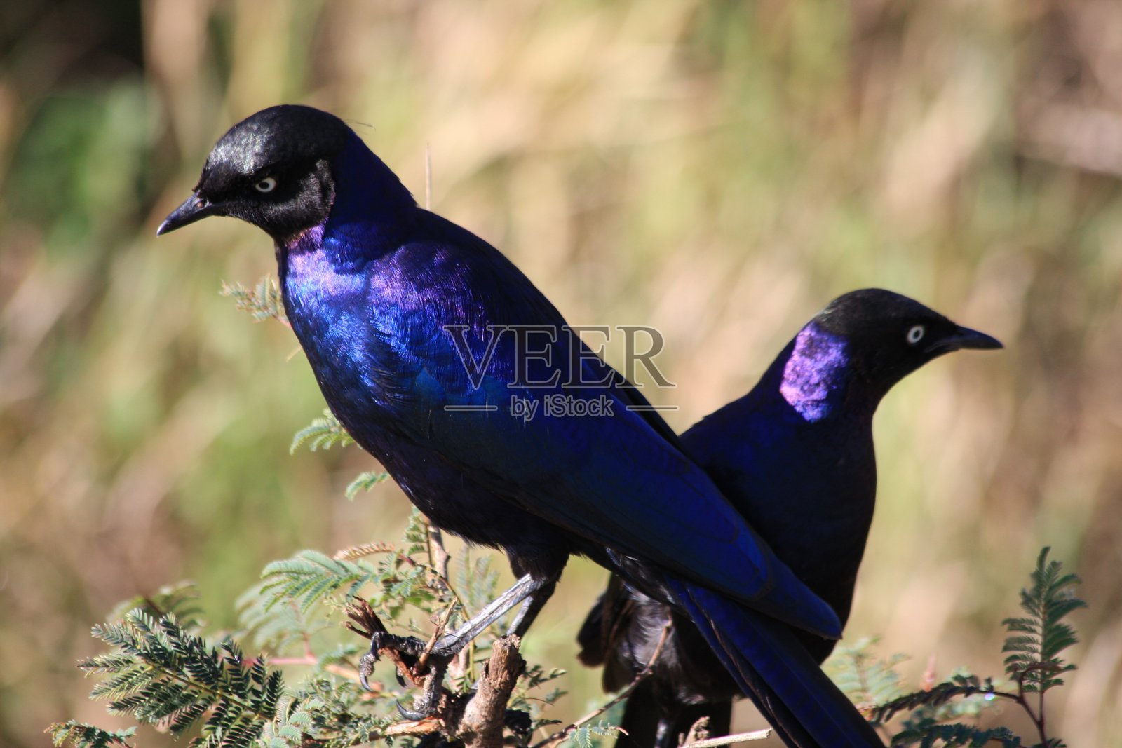 两只青鸟在树枝上照片摄影图片